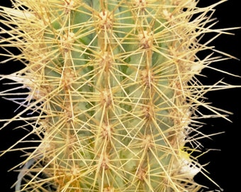 Pilosocereus Baumii, cactus du vieil homme, cactus de la torche dorée. Fruits comestibles. Zone 10 de l'USDA