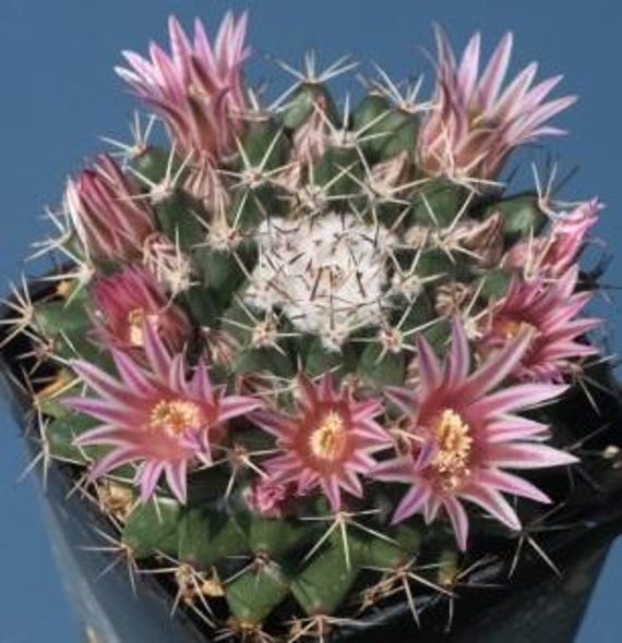 Mammillaria Formosa Subs. Chionocephala, an Attractive Globose Pincushion  Cactus - Etsy