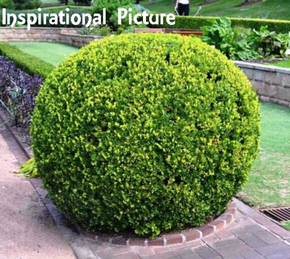 Buxus Microphylla, Japanese Boxwood, a Fine-textured, Loose, and Rounded  Evergreen Shrub Drought Tolerant. Zone 5 and Up. Hardy to 20F. - Etsy