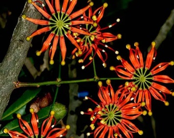 Stenocarpus sinuatus, Firewheel Tree. A shock of bright red among the deep greens of the rainforest foliage. USDA Zone 9