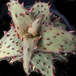 Rare Aloe Castilloniae, Aloe Castillon, Dwarf Aloe, Tini Aloe,  Madagascar Aloe, a low sprawling aloe. Winter Hardiness: 30-32F