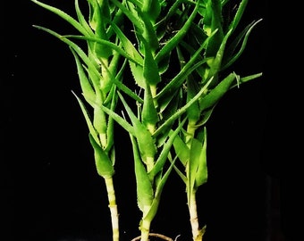 Aloiampelos Ciliaris, Climbing Aloe. the Eastern Cape of South Africa origin, reach 8′ to 12′ in length, zones 9b.  Attracts bees and birds