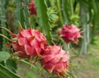 Red, White Scion Cutting, Selenicereus Undatus, Hylocereus Undatus, Dragon Fruit, Pitaya, Belle of the Night, Honolulu Queen. Zone 10