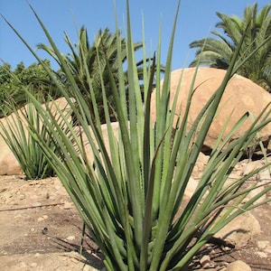 XL Furcraea Macdougallii, Tree Furcraea, MacDougall's Century, Largest Agave, Hardy to 20F image 1