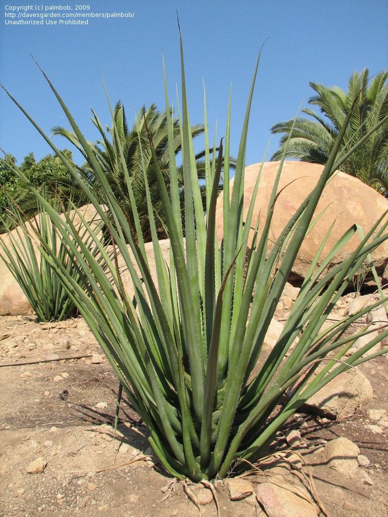 XL Furcraea Macdougallii, Tree Furcraea, MacDougall's Century, Largest Agave, Hardy to 20F image 1