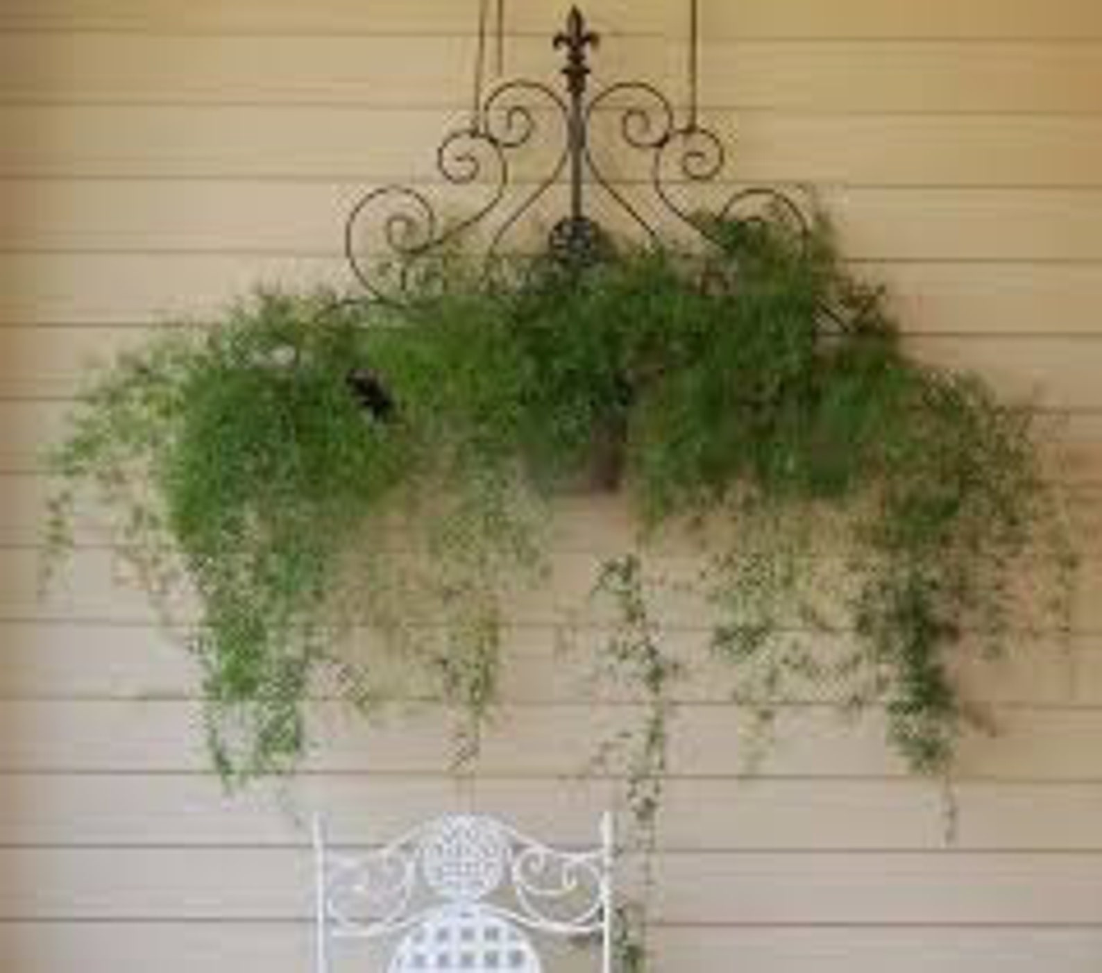 Asparagus Fern Hanging Basket in 8 inches Pot Etsy