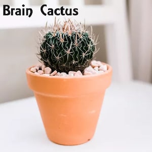 Stenocactus Multicostatus, The Brain Cactus, The Wave Cactus. USDA Zone 9b-11.