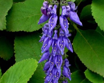 Medicinal Boldo Plant, Plectranthus Barbatus Andrews|Coleus barbatus Andrews|Coleus forskohlii, Wild Medicinal Herb. Cutting & Rooted Plants