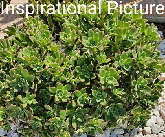 Aeonium Kiwi Decorum, Dream Color, Tree Color, Variegated, Reddish