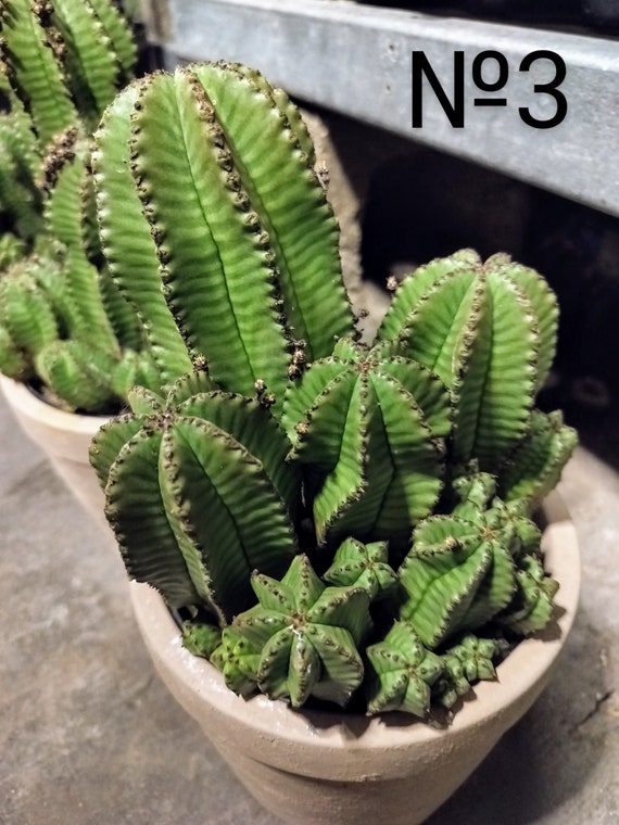 LARGE Euphorbia Polygona Var. Anoplia, Tanzanian Zipper Plant