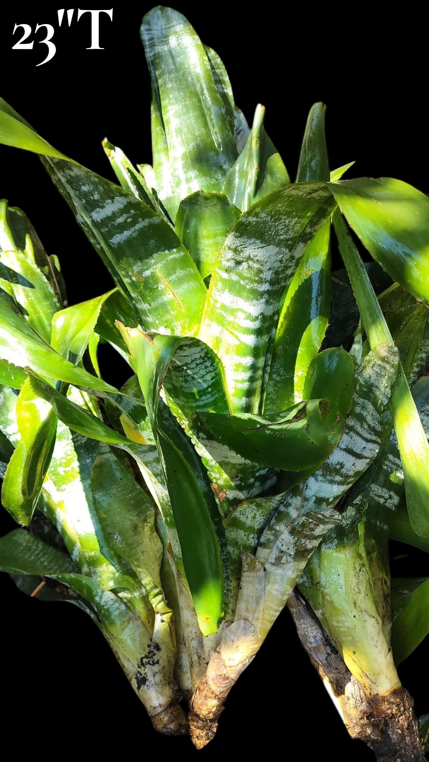 Tropic Torch Aechmea Fasciata, Silver Vase, Urn Plant Bromeliaceae