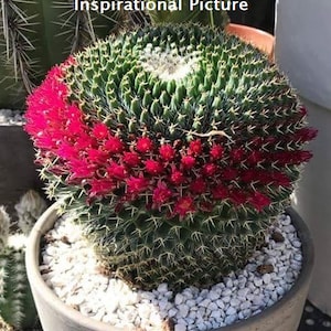 Mammillaria Mystax, Mixtecensis Casoi Bravo, Erythra Rapp. Beautiful Cactus Species a globular cactus grows to 6T & to 8D. USDA Zone 8 image 1