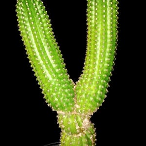 May include: A vibrant green cactus, approximately 20 inches tall, with a Y-shaped structure. The cactus has a segmented appearance and is covered in small, spiky protrusions. The image is set against a stark black background, with the text "20" Tall" and "No 2" visible.