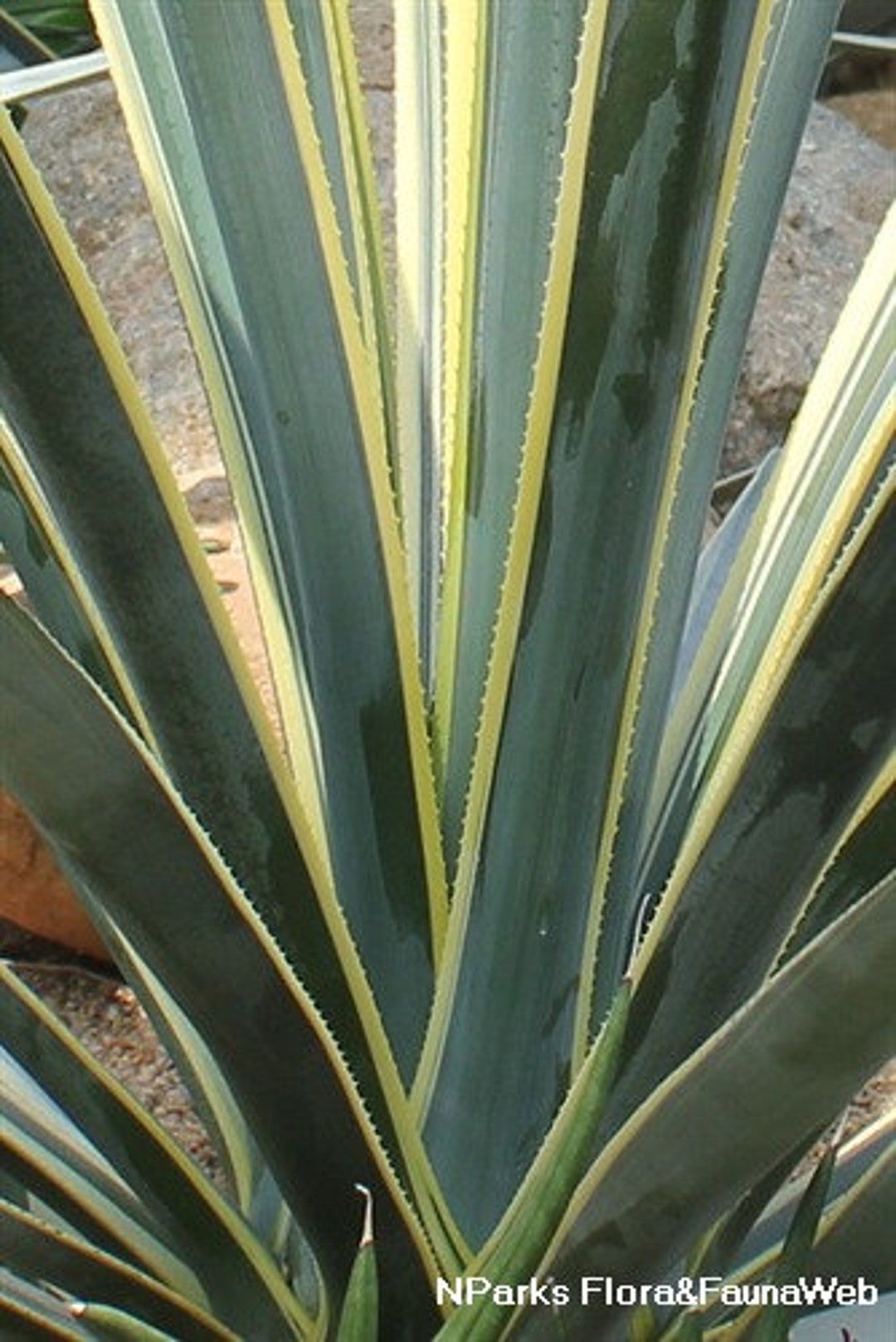Agave Tequilana Marginata Sunrise. Fountain-like Forms Lend a Sculptural  Element to Any Garden. USDA Zones 9b - Etsy