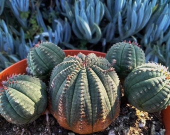 Euphorbia Obesa, Baseball Plant, subtropical succulent species of flowering plant. South Africa origin.