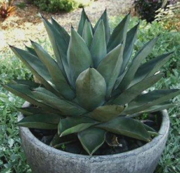 Sharkskin Agave, Agave X Ferdinandi-regis X Scabra. Sharkskin