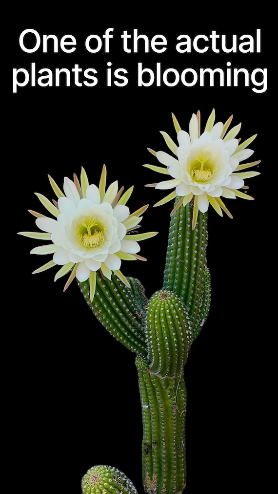 Rare Trichocereus Brevispinulosus, Indian Cob. Columnar cacti blooms white  with light yellow to maroon colored back petals. USDA Zone 9b-11 - Etsy  sterreich