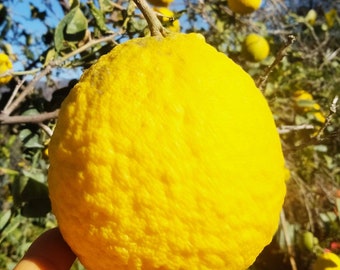 Ponderosa Lemon Fruit, Fresh Pick. If you know someone who loves everything lemon, then a Ponderosa Lemon makes for a perfect gift.