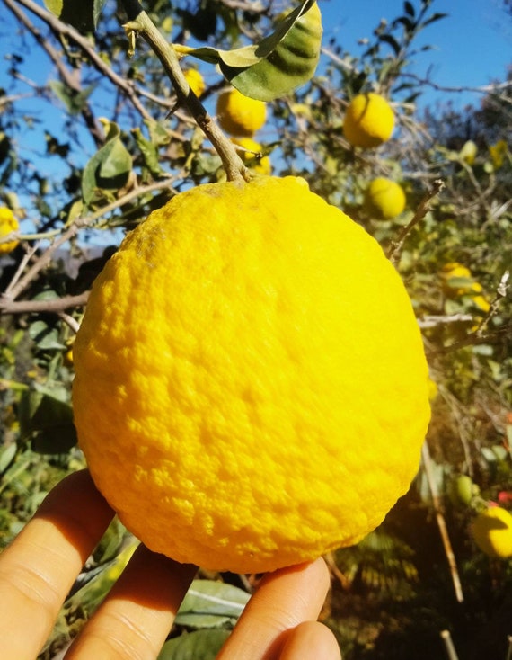 Everything you need to know about lemons