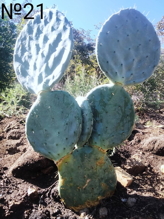 XL Opuntia Robusta, Silver Dollar, Dinner Plate, Nopal Tapon, or Camuesa.  the Wheel Cactus Edible Round Fruit. - Etsy Israel