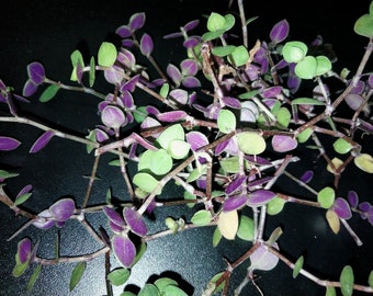 Callisia Repens, Turtle Vine, Chain plant, Inch Plant. Leaves are purple on the reverse side. Cuttings. USDA Zone 9a.