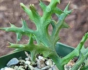 Euphorbia Stenoclada, Stiver Thicket