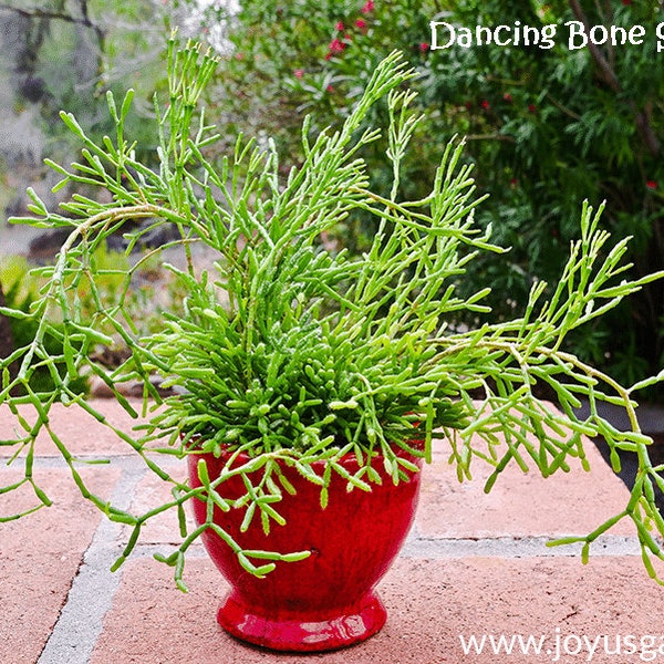 Rhipsalis salicornioides, Hatiora Salicornioides, Dancing Bones, Bottle Cactus, Spice Cactus, epiphytic, interesting contorted stems.