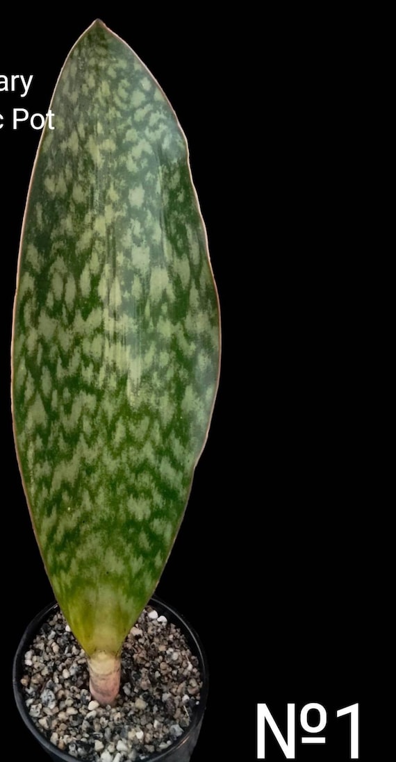 sansevieria 150 cm Sansevieria grande main image 0