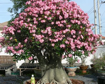 Desert Rose Flower, Adenium Arabicum. Can be grown outdoors and indoors. Grow small as Bonsai or outdoor to 5 meters. USDA Zone: 11a-12b