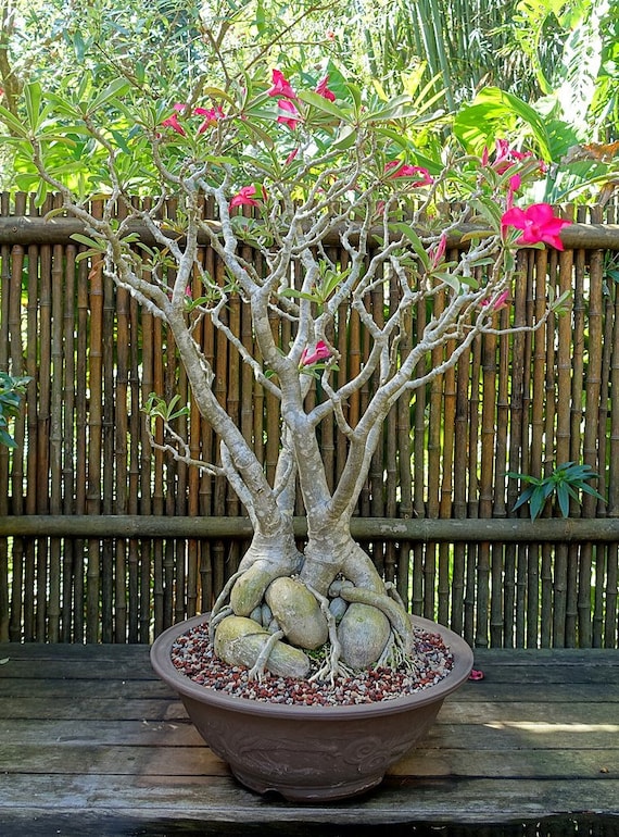 bonsai ulme schneiden Seedeo® Chinesisches Ulme (Ulmus parvifolia) Bonsai 35 Samen main image 0