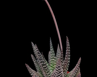 Haworthiopsis Attenuata, Haworthia Attenuata, Zebra Haworthia. USDA hardiness zones 10a to 11b