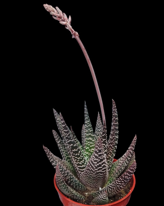 Haworthiopsis Attenuata, Haworthia Attenuata, Zebra Haworthia. USDA  hardiness zones 10a to 11b - Etsy.de