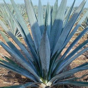 XL Agave Tequilana, Blue Agave, Tequilana Azul, Weber’s Blue Agave Edible Cactus, Architectural Evergreen, hardy in USDA zones 9b-10.