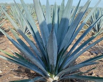 XL Agave Tequilana, Blue Agave, Tequilana Azul, Weber’s Blue Agave Edible Cactus, Architectural Evergreen, hardy in USDA zones 9b-10.