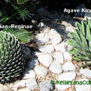 Agave Victoriae-Reginae, the Queen Victoria Agave, Royal Agave, small species of cactus flowering perennial.  USDA Zone 9-10