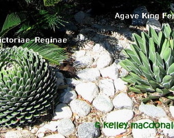 Agave Victoriae-Reginae, the Queen Victoria Agave, Royal Agave, small species of cactus flowering perennial.  USDA Zone 9-10