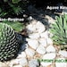 see more listings in the Aloe & Agave section