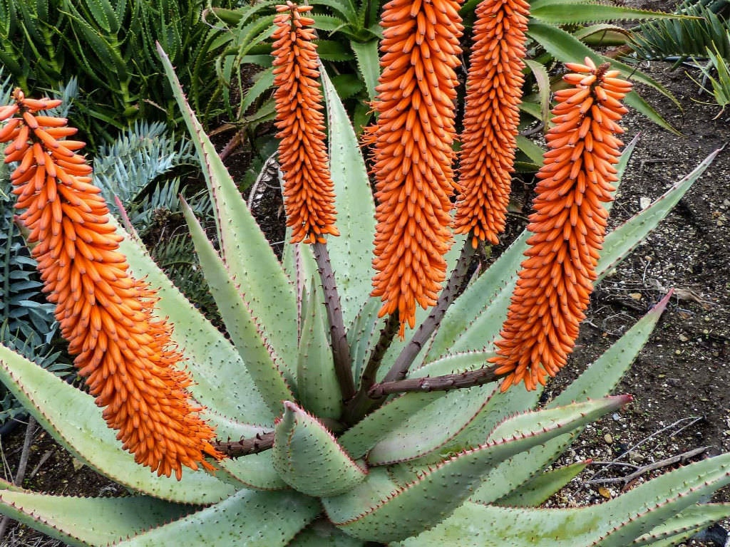 Large Aloe Ferox, Cape Aloe, Bitter Aloe. Used to make