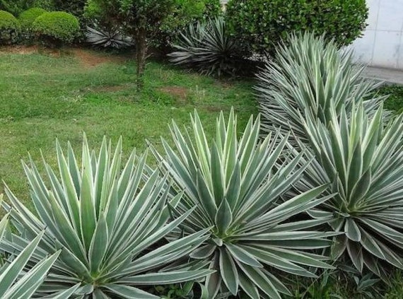 XL Agave Angustifolia Variegated, Caribbean Agave, Espadilla, Tepemete,  Peln Verde. Patio Grow Zones: 4-7. Outdoors 9-10 - Etsy Israel
