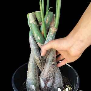 Unique Bonsai Braided Money Tree Tropical Wetland|Malabar Chestnut| Saba Nut| Pachira Aquatica Live Houseplant 36&quot;-48&quot;Tall Easiest to care.