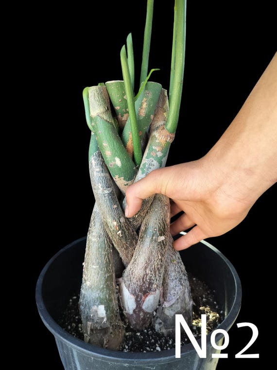 edible aloe vera plant Aloe Vera main image 0