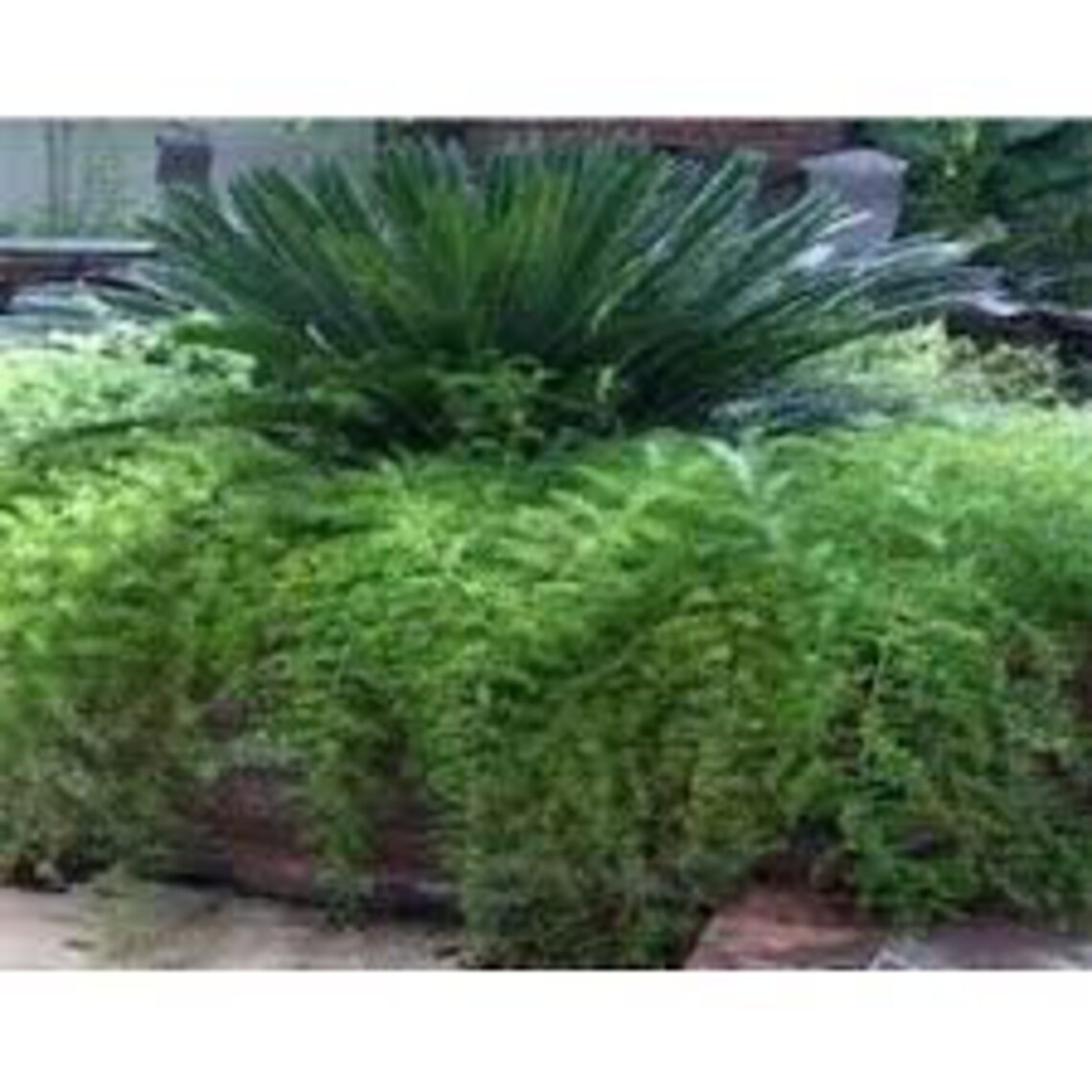 Asparagus Fern Hanging Basket in 8 inches Pot Etsy