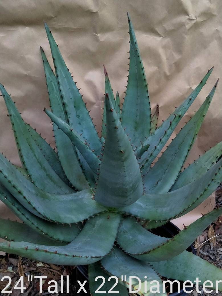 ＡＬＯＥです。 Large Aloe Ferox, Cape Aloe, Bitter Aloe. Used to make