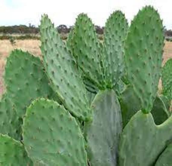 Edible Nopales Prickly Pear, Opuntia Cactus. Fresh Young Leaf for Eating,  Mature Leaf for Propagating, & Rooted. Hardy in USDA Zones 8-10. - Etsy  Norway
