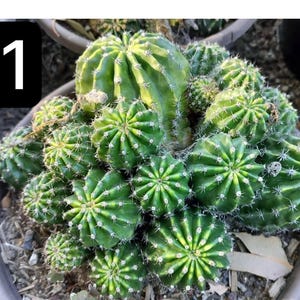 May include: A cluster of green cacti in a gray pot. The cacti have a star-like pattern and are surrounded by smaller cacti. The image includes a black square with the text "No 1" in white.