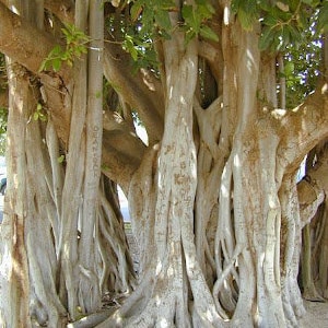 Ficus ‘Audrey’ Banyan Tree,  trendy low maintenance, large Leaf House Plants, attractive green leaves, Recommended bedroom Plant.