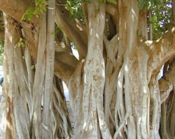 Ficus ‘Audrey’ Banyan Tree,  trendy low maintenance, large Leaf House Plants, attractive green leaves, Recommended bedroom Plant.