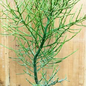 May include: A green, spiky, 33-inch tall plant with a thick, brown root ball. The plant is labeled "No. 5".