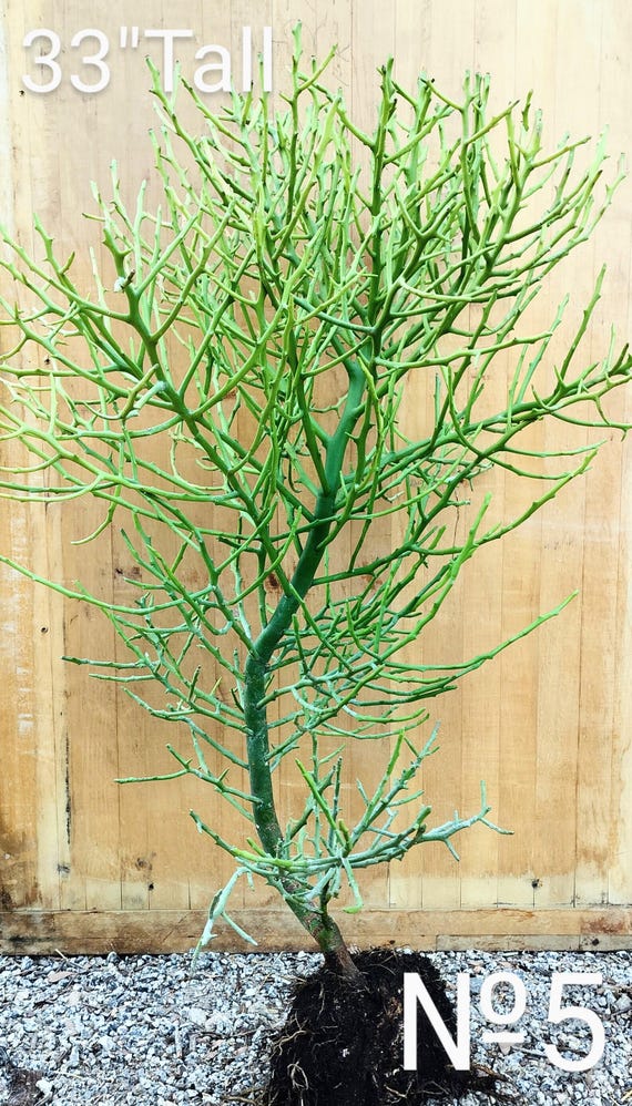 Euphorbia Briar Patch Hybrid of Euphorbia Tirucalli X Stenoclada, Tropical  Perennials. - Etsy Denmark
