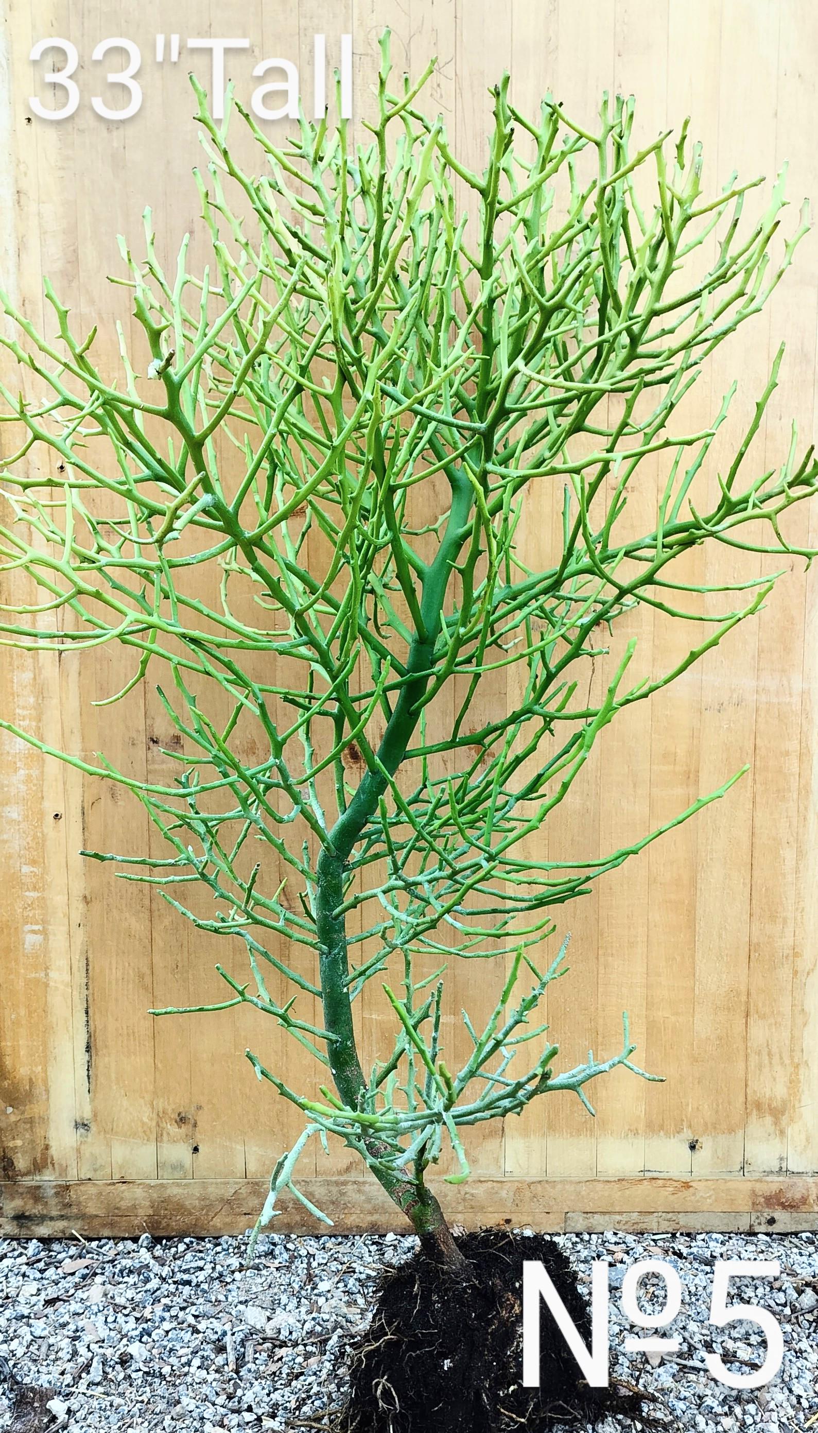 Euphorbia Briar Patch Hybrid of Euphorbia Tirucalli X Stenoclada, Tropical  Perennials. - Etsy
